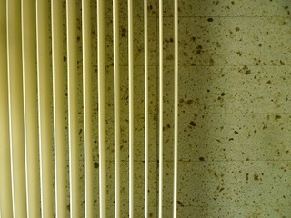P1070408oya.jpg